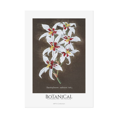 Botanical - Orchidées Pl.64 (19th Century) / Affiche imprimée - Série ART's Collection