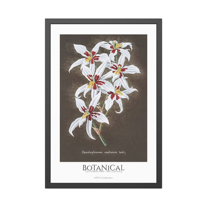 Botanical - Orchidées Pl.64 (19th Century) / Affiche Encadrée série ART's Collection