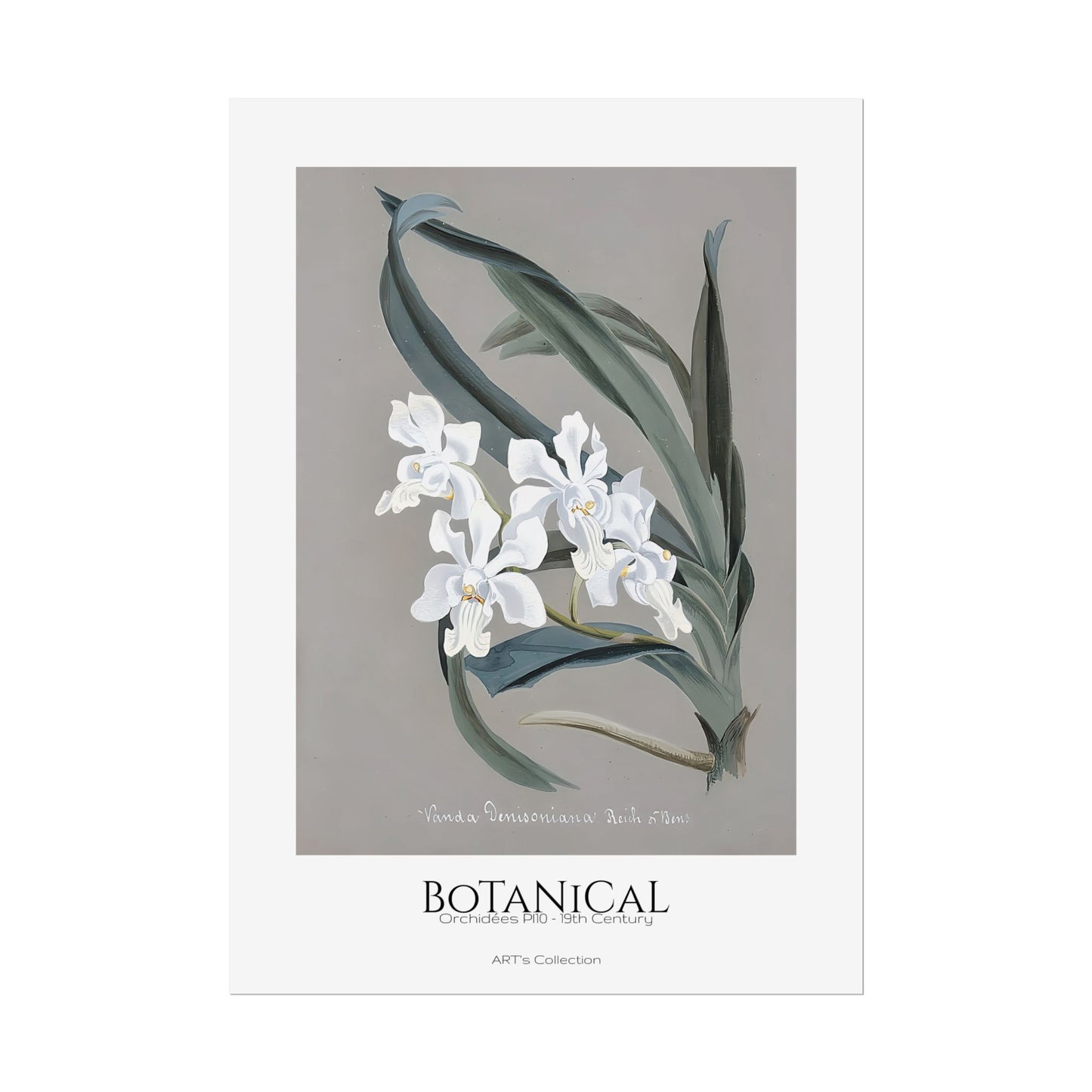 Botanical - Orchidées Pl.10 (19th Century) / Affiche imprimée - Série ART's Collection