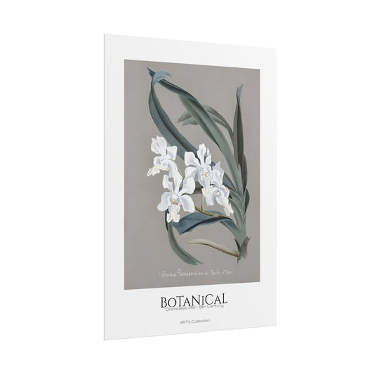 Botanical - Orchidées Pl.10 (19th Century) / Affiche imprimée - Série ART's Collection