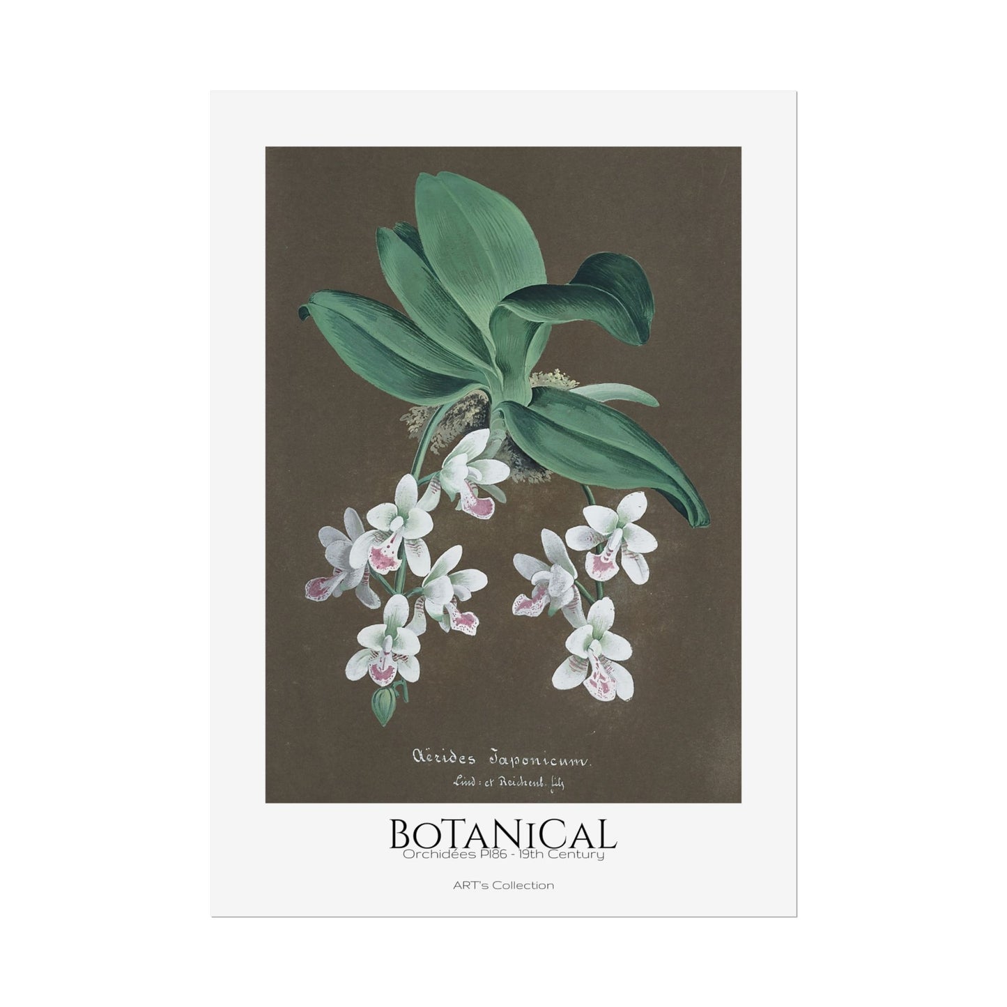 Botanical - Orchidées Pl.86 (19th Century) / Affiche imprimée - Série ART's Collection