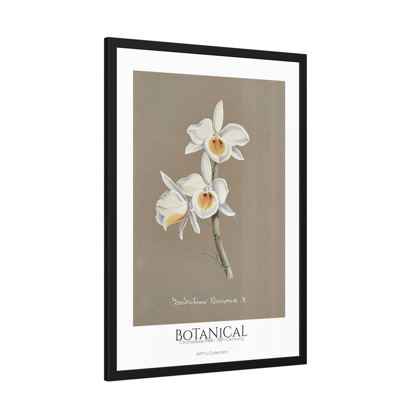 Botanical - Orchidées Pl.66 (19th Century) / Affiche Encadrée série ART's Collection