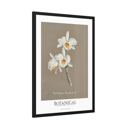 Botanical - Orchidées Pl.66 (19th Century) / Affiche Encadrée série ART's Collection