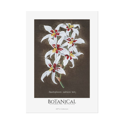 Botanical - Orchidées Pl.64 (19th Century) / Affiche imprimée - Série ART's Collection