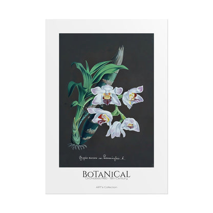 Botanical - Orchidées Pl.60 (19th Century) / Affiche imprimée - Série ART's Collection
