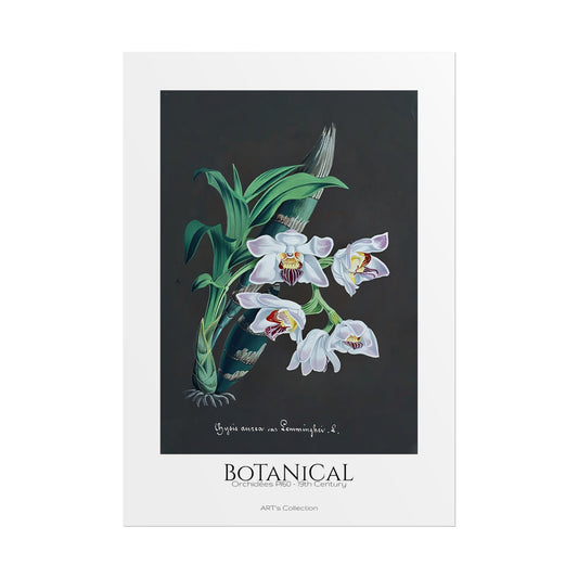 Botanical - Orchidées Pl.60 (19th Century) / Affiche imprimée - Série ART's Collection