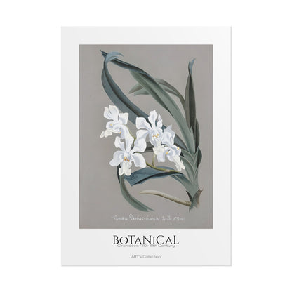 Botanical - Orchidées Pl.10 (19th Century) / Affiche imprimée - Série ART's Collection