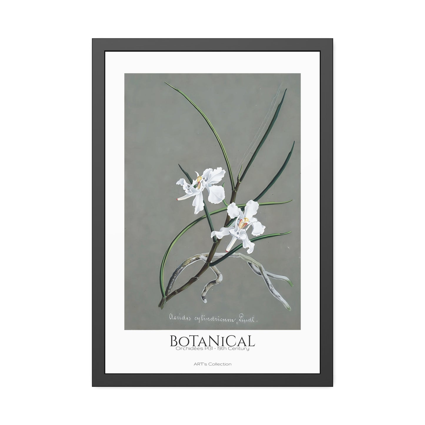 Botanical - Orchidées Pl.31 (19th Century) / Affiche Encadrée série ART's Collection