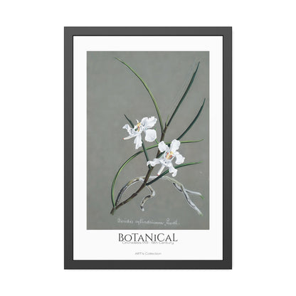 Botanical - Orchidées Pl.31 (19th Century) / Affiche Encadrée série ART's Collection