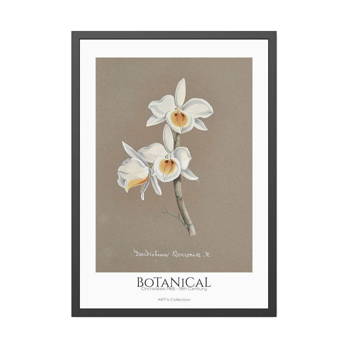 Botanical - Orchidées Pl.66 (19th Century) / Affiche Encadrée série ART's Collection