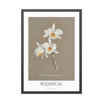 Botanical - Orchidées Pl.66 (19th Century) / Affiche Encadrée série ART's Collection