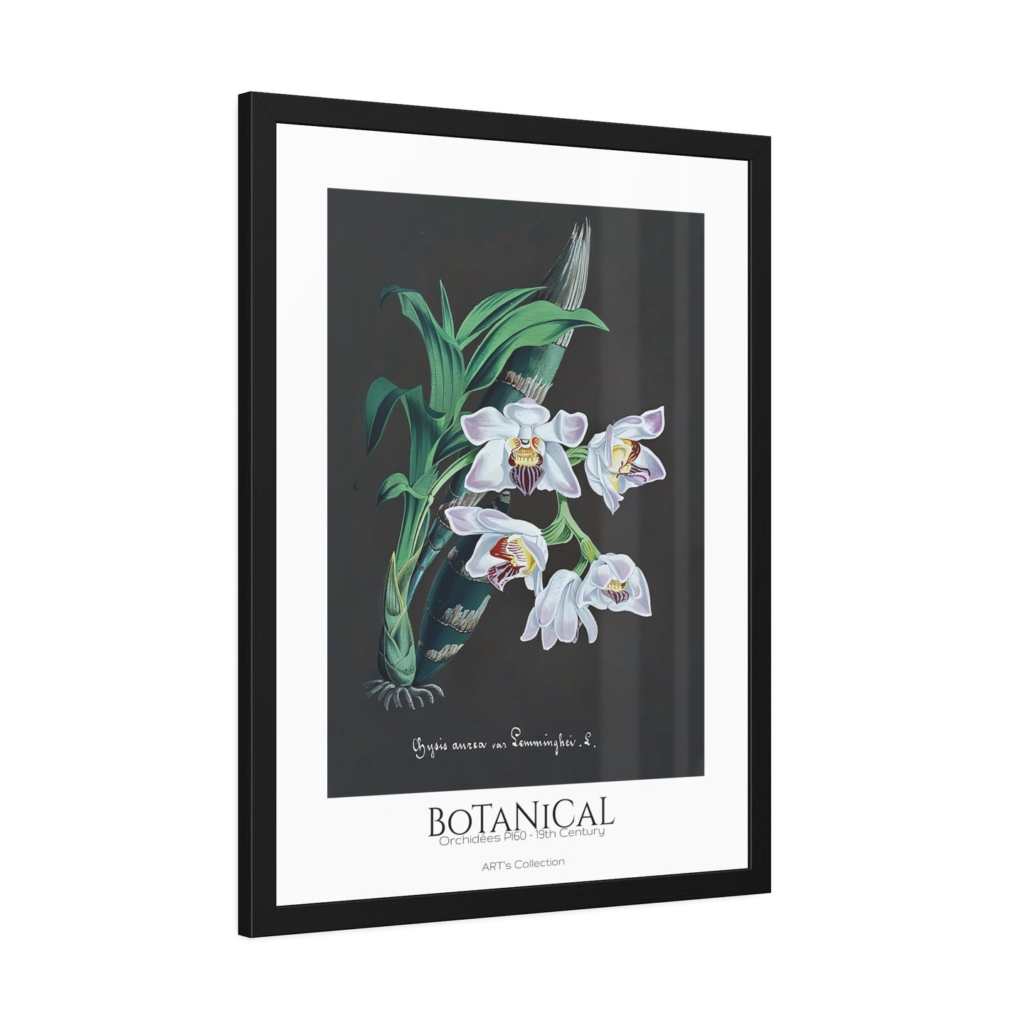 Botanical - Orchidées Pl.60 (19th Century) / Affiche Encadrée série ART's Collection