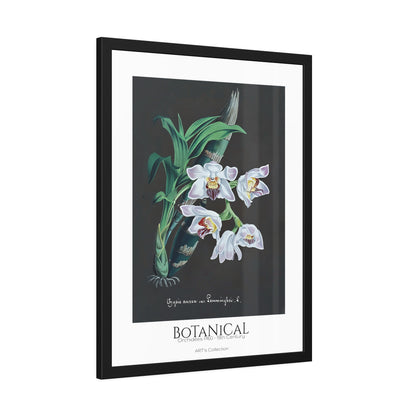 Botanical - Orchidées Pl.60 (19th Century) / Affiche Encadrée série ART's Collection