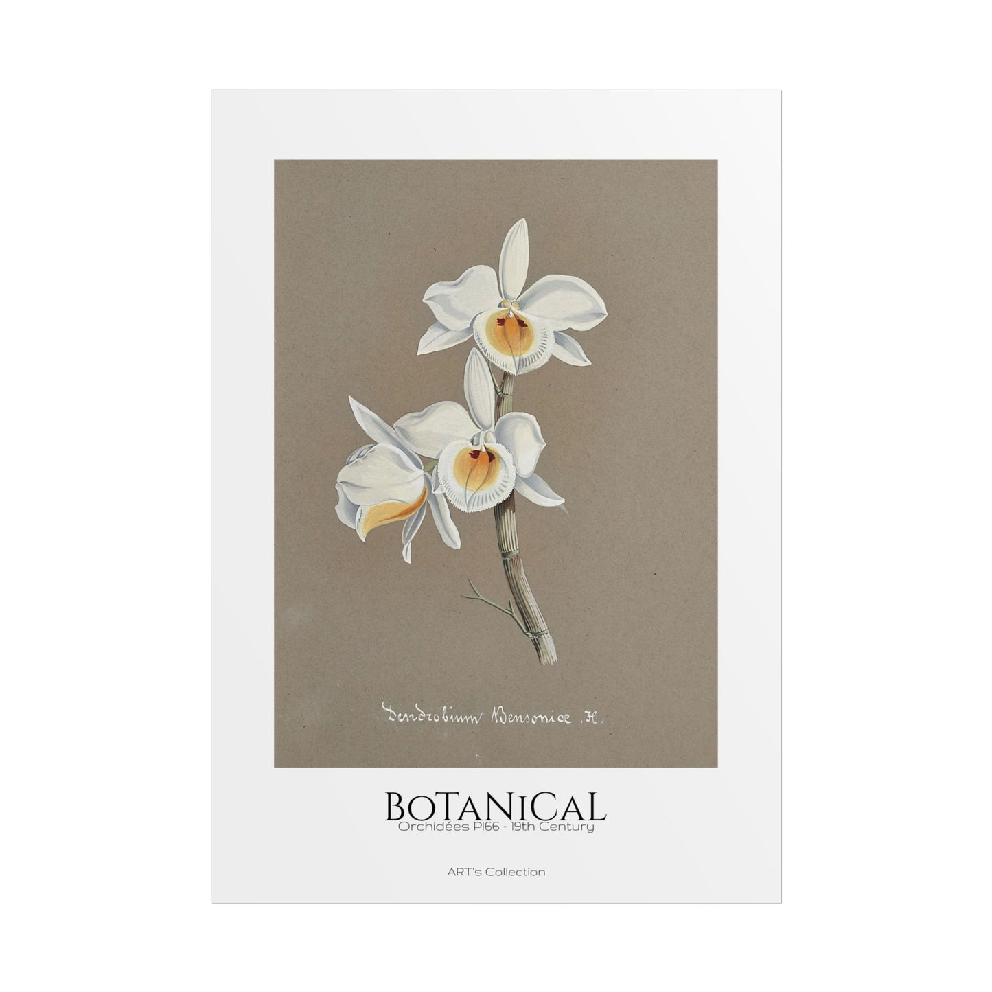 Botanical - Orchidées Pl.66 (19th Century) / Affiche imprimée - Série ART's Collection