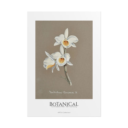 Botanical - Orchidées Pl.66 (19th Century) / Affiche imprimée - Série ART's Collection