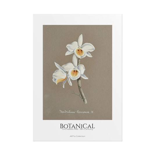 Botanical - Orchidées Pl.66 (19th Century) / Affiche imprimée - Série ART's Collection