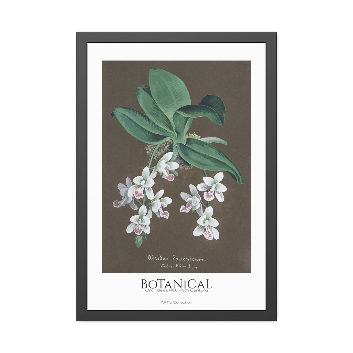 Botanical - Orchidées Pl.86 (19th Century) / Affiche Encadrée série ART's Collection