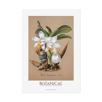 Botanical - Orchidées Pl.42 (19th Century) / Affiche imprimée - Série ART's Collection