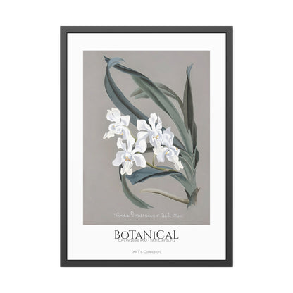 Botanical - Orchidées Pl.10 (19th Century) / Affiche Encadrée série ART's Collection