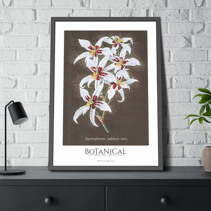 Botanical - Orchidées Pl.64 (19th Century) / Affiche Encadrée série ART's Collection