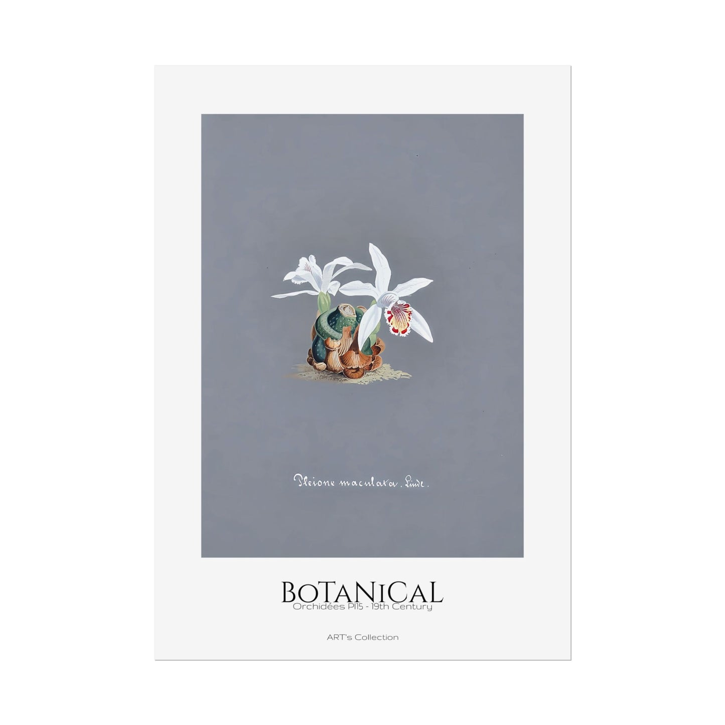 Botanical - Orchidées Pl.15 (19th Century) / Affiche imprimée - Série ART's Collection