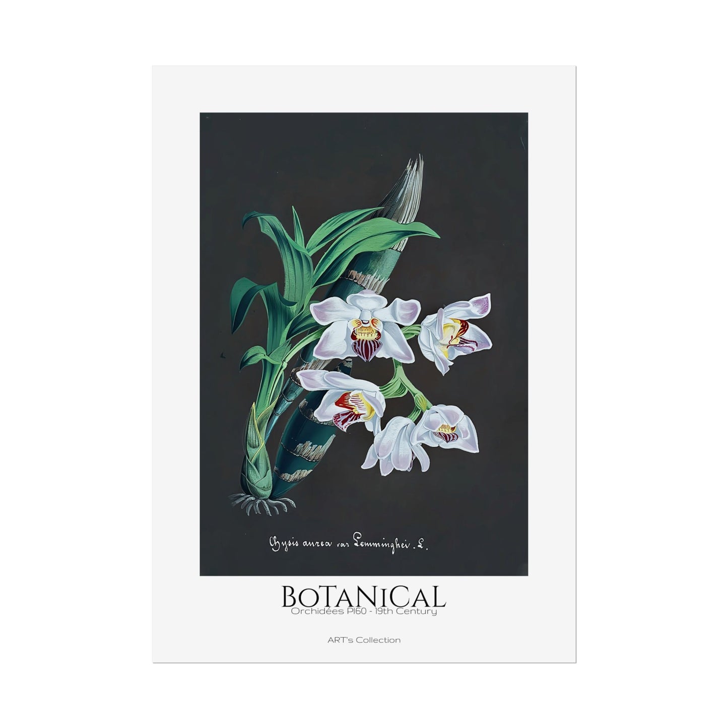 Botanical - Orchidées Pl.60 (19th Century) / Affiche imprimée - Série ART's Collection