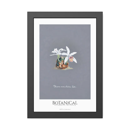 Botanical - Orchidées Pl.15 (19th Century) / Affiche Encadrée série ART's Collection