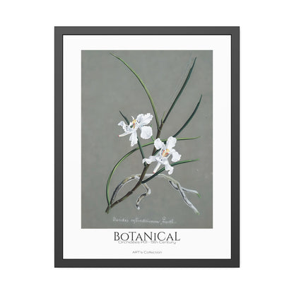 Botanical - Orchidées Pl.31 (19th Century) / Affiche Encadrée série ART's Collection