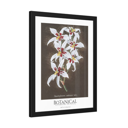 Botanical - Orchidées Pl.64 (19th Century) / Affiche Encadrée série ART's Collection