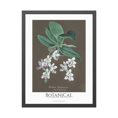 Botanical - Orchidées Pl.86 (19th Century) / Affiche Encadrée série ART's Collection