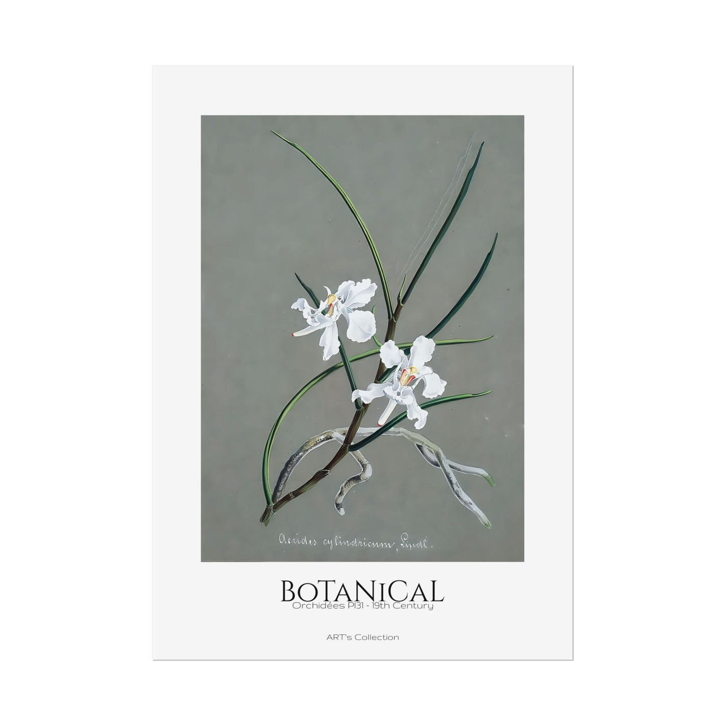 Botanical - Orchidées Pl.31 (19th Century) / Affiche imprimée - Série ART's Collection