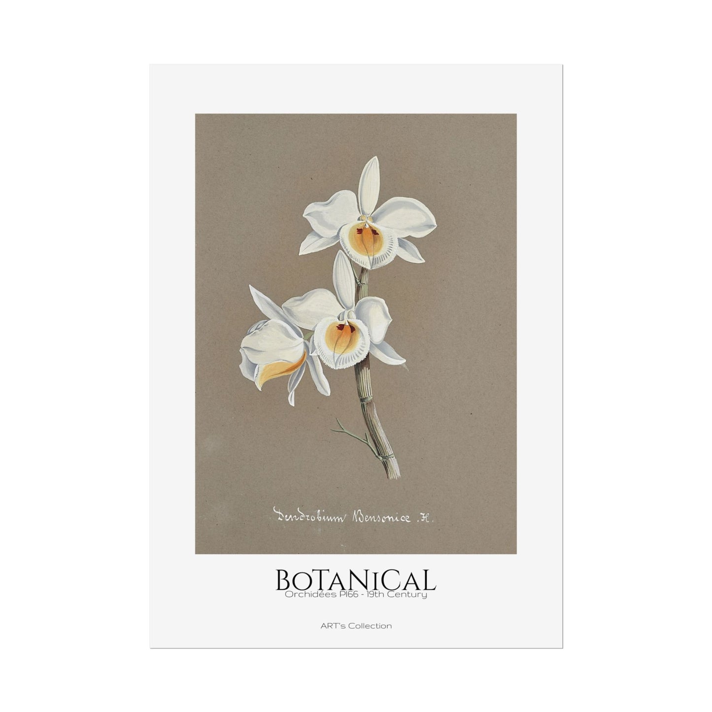 Botanical - Orchidées Pl.66 (19th Century) / Affiche imprimée - Série ART's Collection