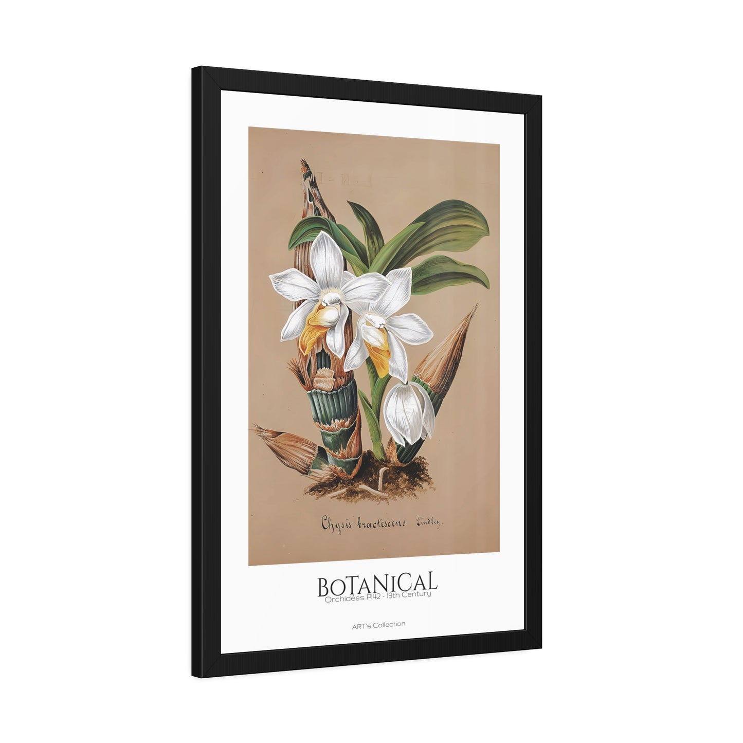 Botanical - Orchidées Pl.42 (19th Century) / Affiche Encadrée série ART's Collection