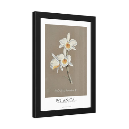 Botanical - Orchidées Pl.66 (19th Century) / Affiche Encadrée série ART's Collection