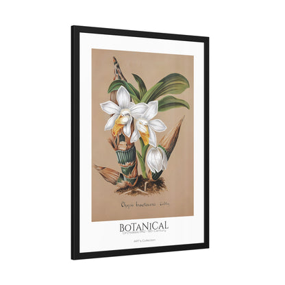 Botanical - Orchidées Pl.42 (19th Century) / Affiche Encadrée série ART's Collection