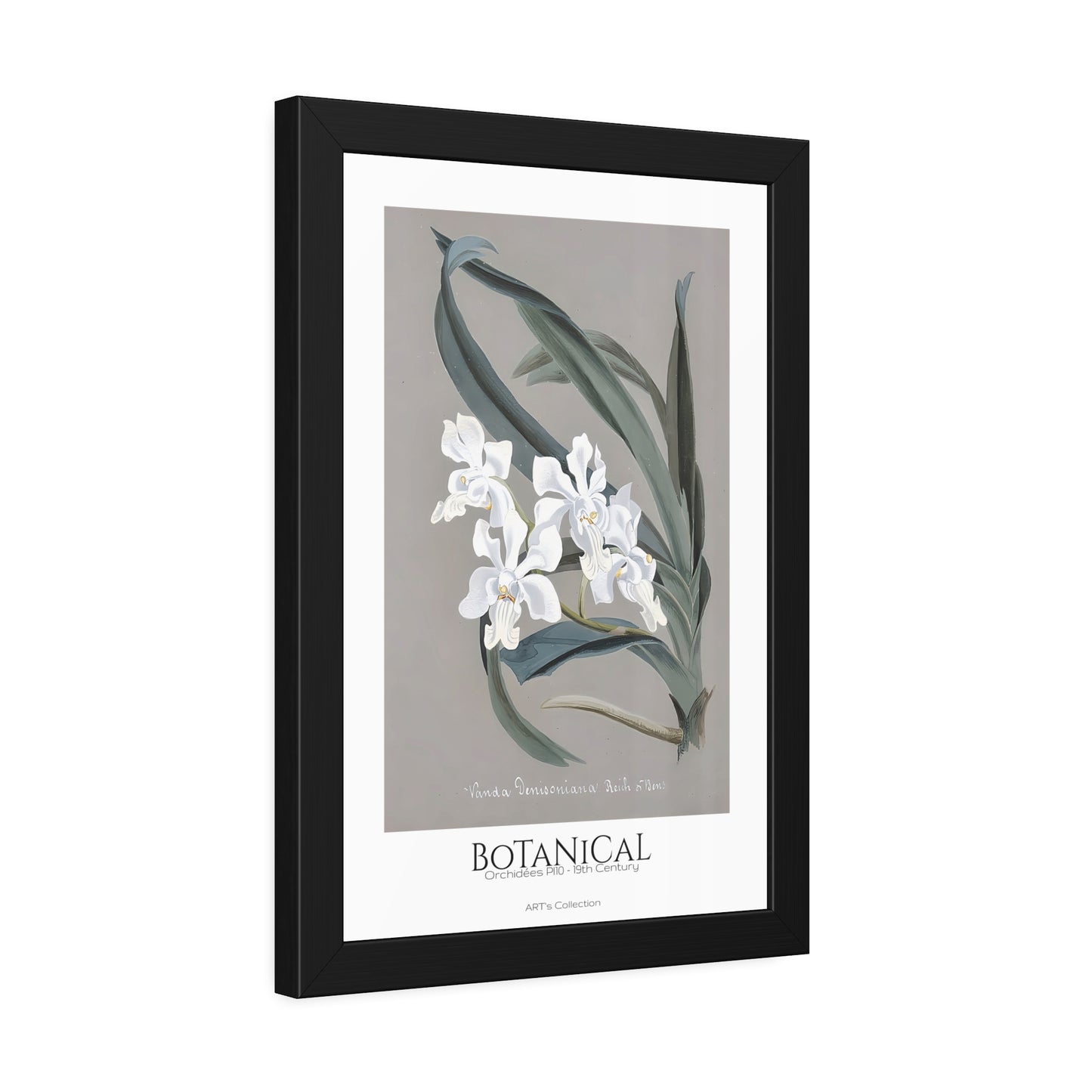 Botanical - Orchidées Pl.10 (19th Century) / Affiche Encadrée série ART's Collection