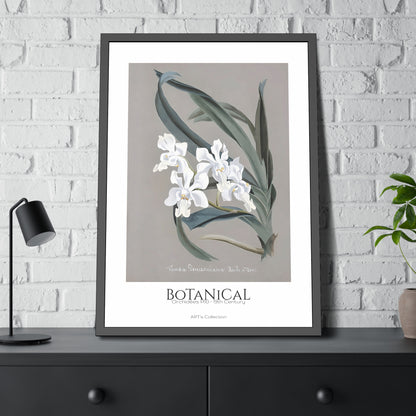 Botanical - Orchidées Pl.10 (19th Century) / Affiche Encadrée série ART's Collection