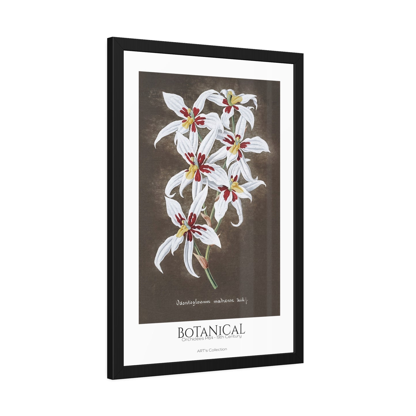 Botanical - Orchidées Pl.64 (19th Century) / Affiche Encadrée série ART's Collection