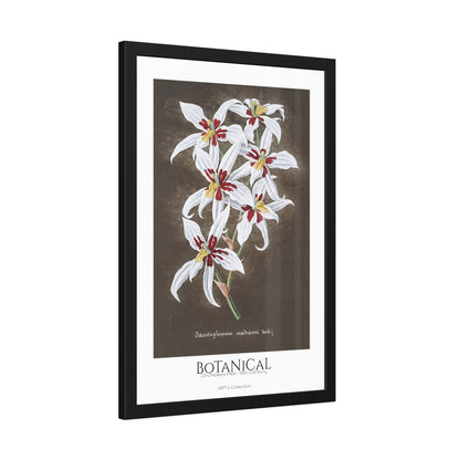 Botanical - Orchidées Pl.64 (19th Century) / Affiche Encadrée série ART's Collection