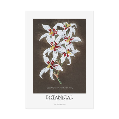 Botanical - Orchidées Pl.64 (19th Century) / Affiche imprimée - Série ART's Collection