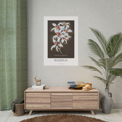 Botanical - Orchidées Pl.64 (19th Century) / Affiche imprimée - Série ART's Collection
