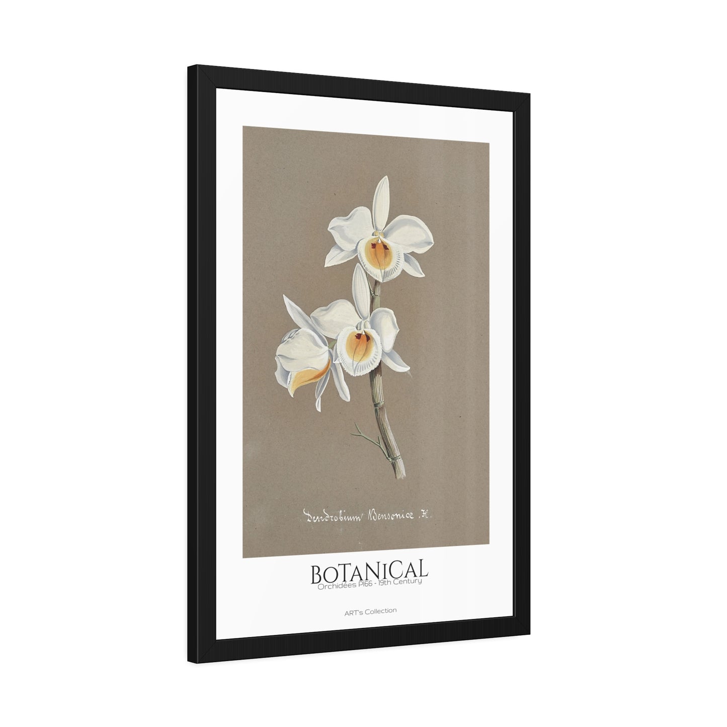 Botanical - Orchidées Pl.66 (19th Century) / Affiche Encadrée série ART's Collection