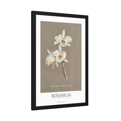 Botanical - Orchidées Pl.66 (19th Century) / Affiche Encadrée série ART's Collection