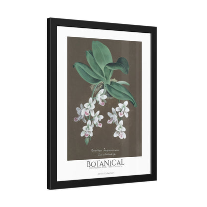 Botanical - Orchidées Pl.86 (19th Century) / Affiche Encadrée série ART's Collection