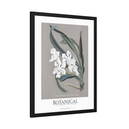 Botanical - Orchidées Pl.10 (19th Century) / Affiche Encadrée série ART's Collection