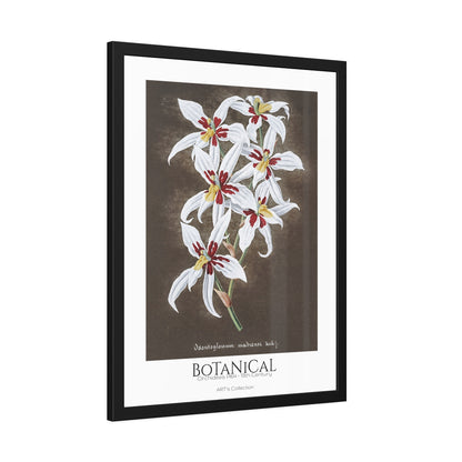 Botanical - Orchidées Pl.64 (19th Century) / Affiche Encadrée série ART's Collection