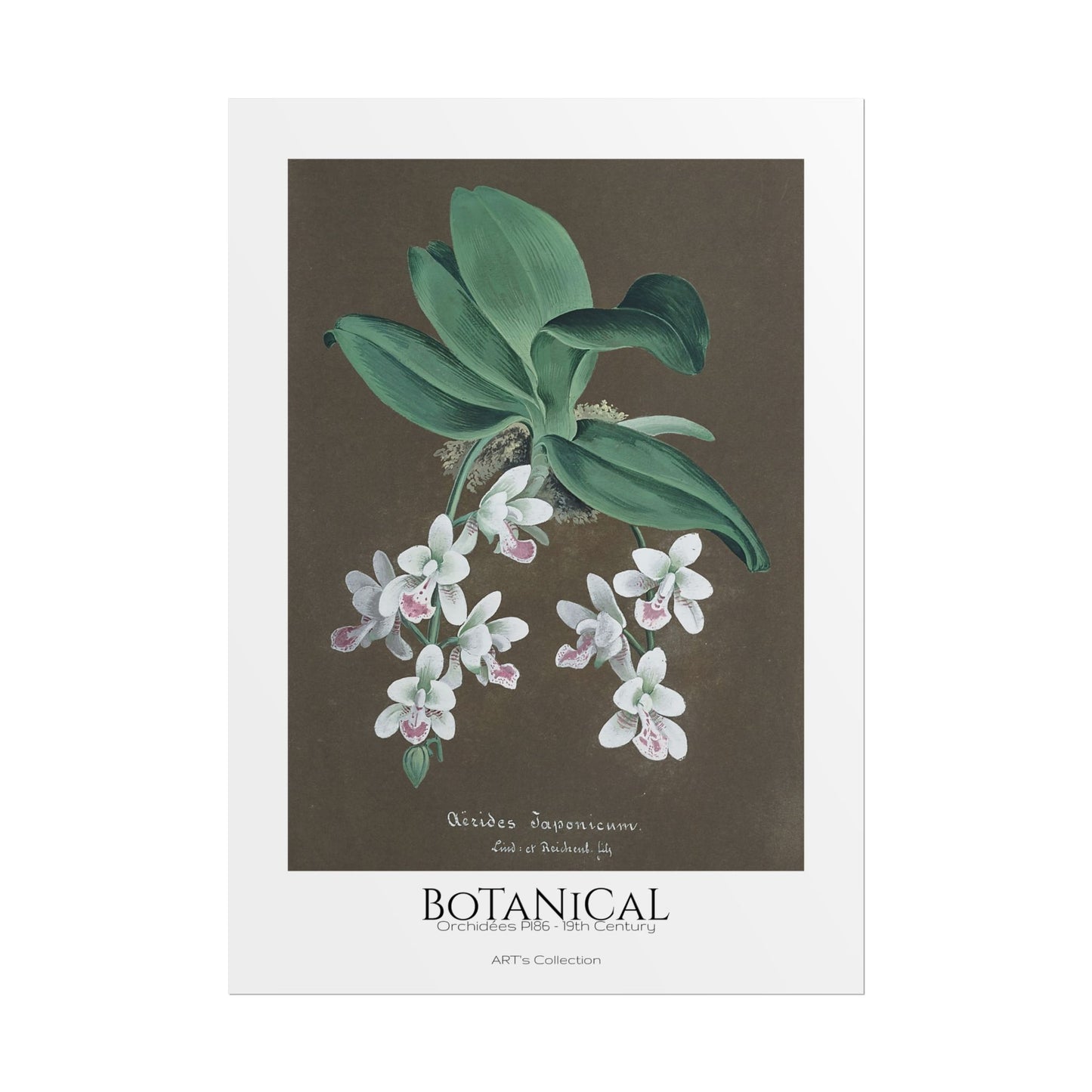 Botanical - Orchidées Pl.86 (19th Century) / Affiche imprimée - Série ART's Collection