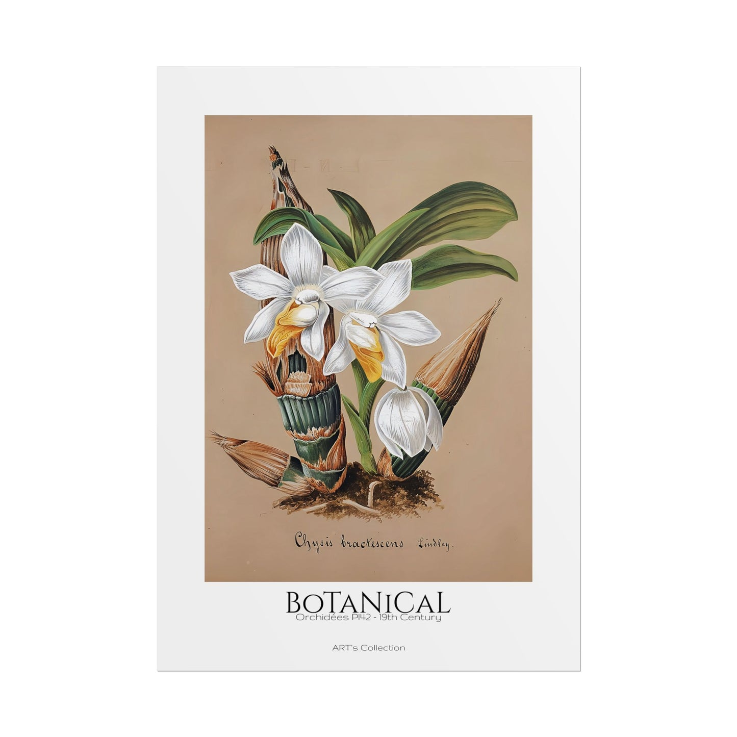 Botanical - Orchidées Pl.42 (19th Century) / Affiche imprimée - Série ART's Collection