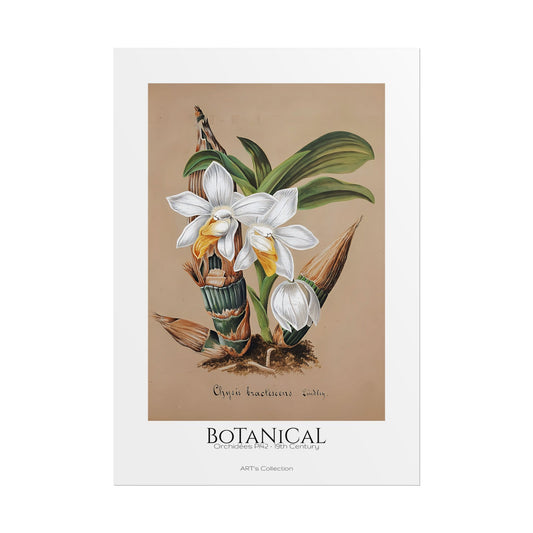 Botanical - Orchidées Pl.42 (19th Century) / Affiche imprimée - Série ART's Collection