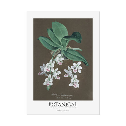 Botanical - Orchidées Pl.86 (19th Century) / Affiche imprimée - Série ART's Collection